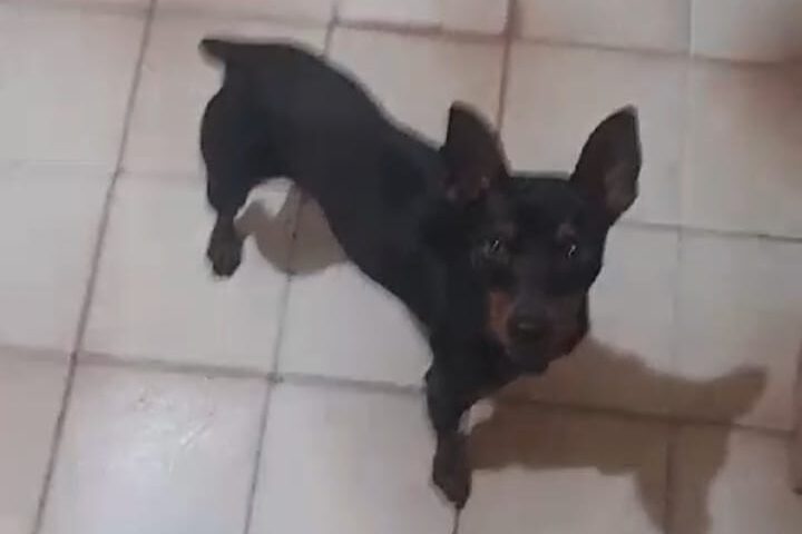 Cão que atende pelo nome de Pingo está desaparecido desde o dia 22. (Crédito: Acervo pessoal)