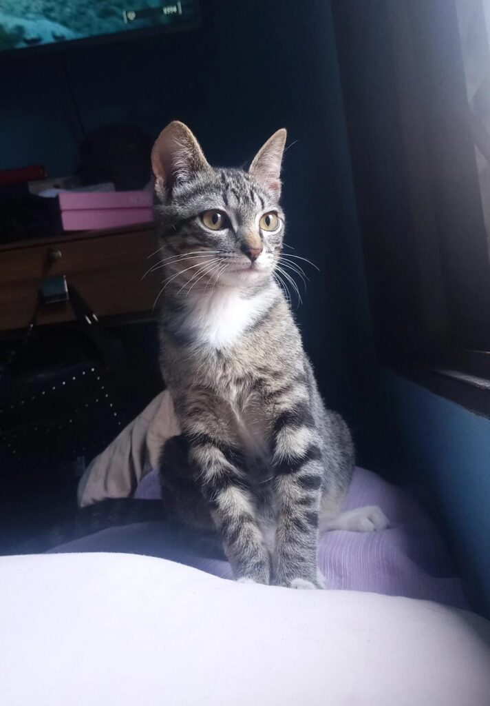 Família de São Roque pede ajuda para encontrar gato desaparecido