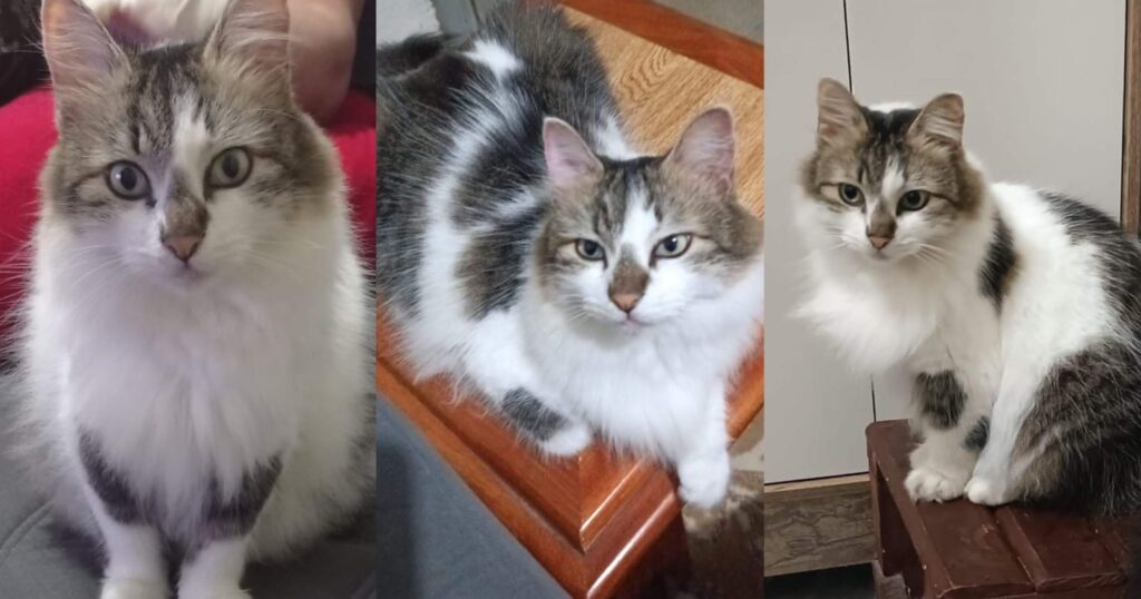 Família de São Roque oferece recompensa para quem encontrar gato desaparecido