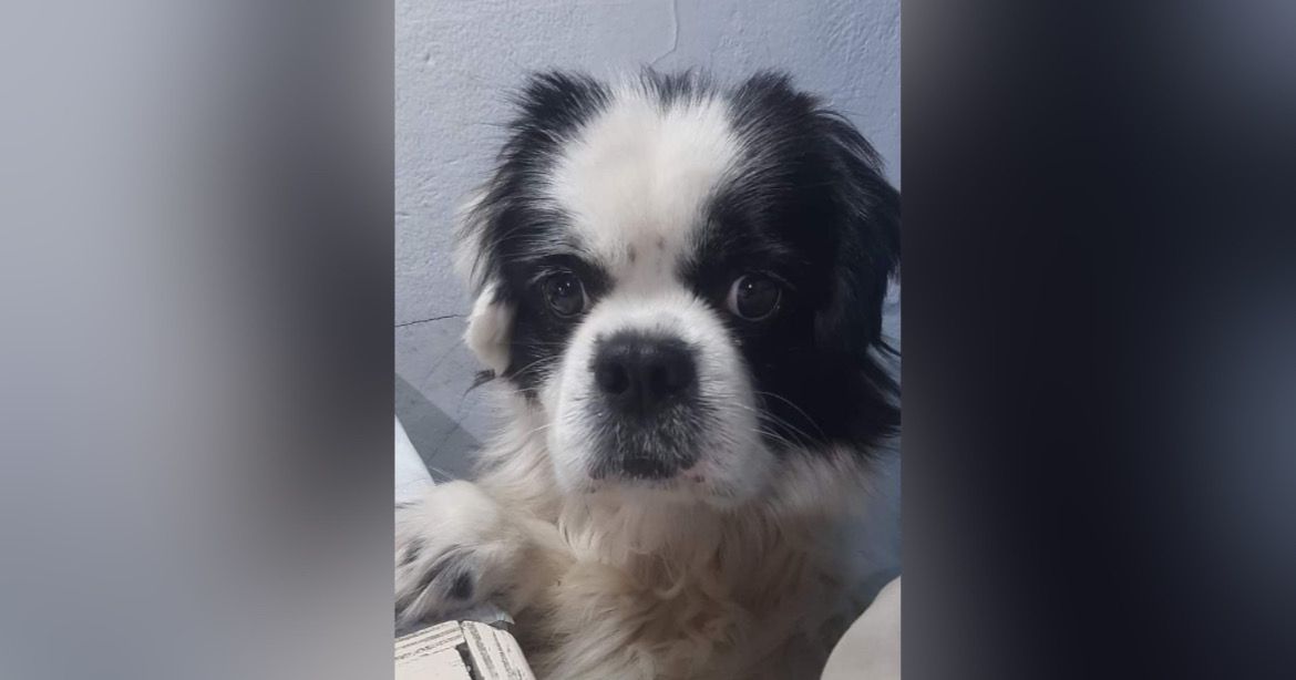 Morador de São Roque pede ajuda para encontrar cachorra desaparecida