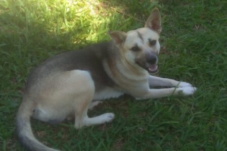 Moradora de São Roque pede ajuda para encontrar cão desaparecido