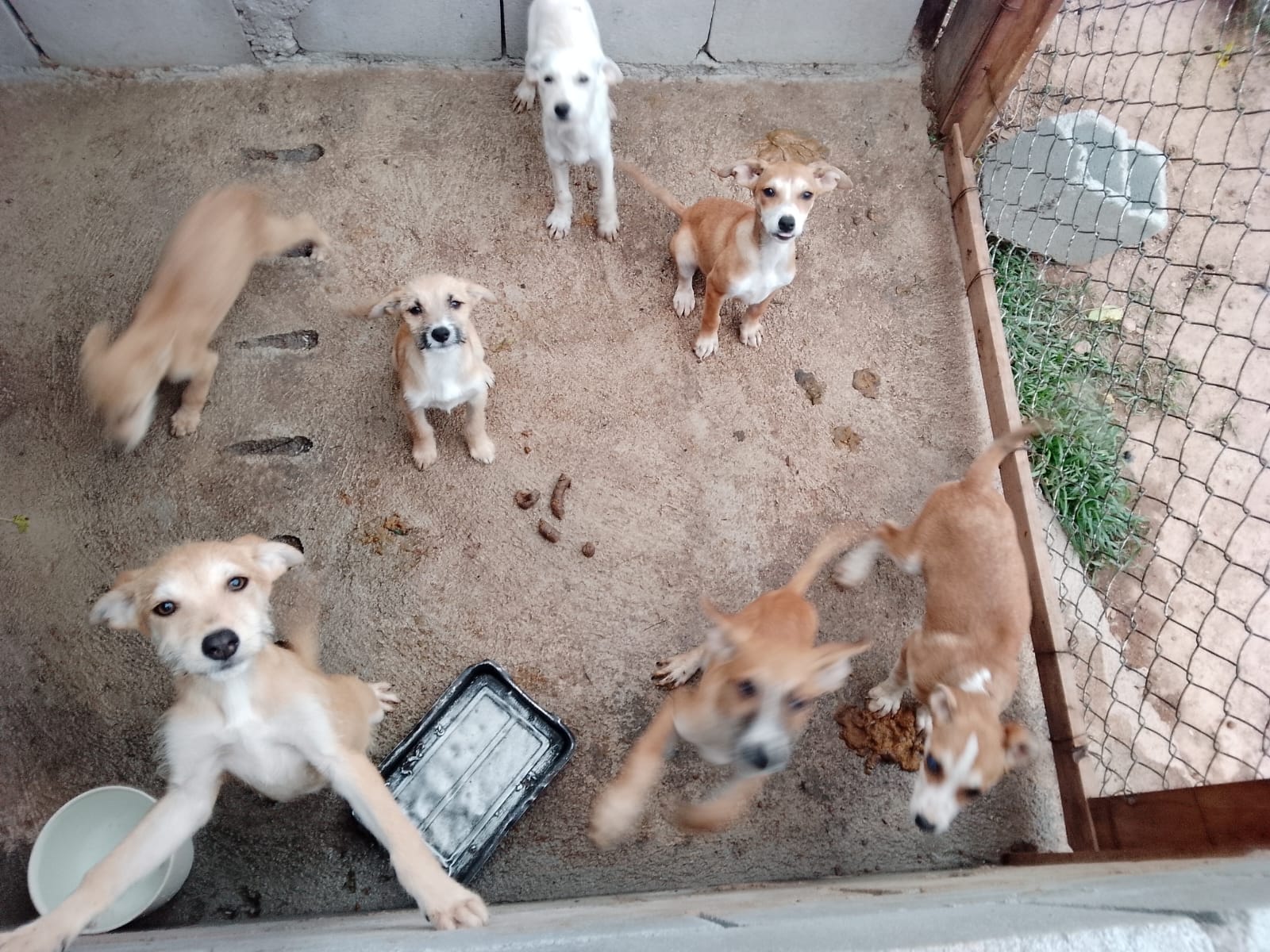 Cinco cães encontrados na rua estão disponíveis para adoção responsável em São Roque