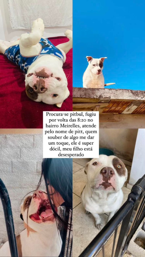 Moradora procura por Pitbull desaparecido há mais de 15 dias, em Araçariguama.