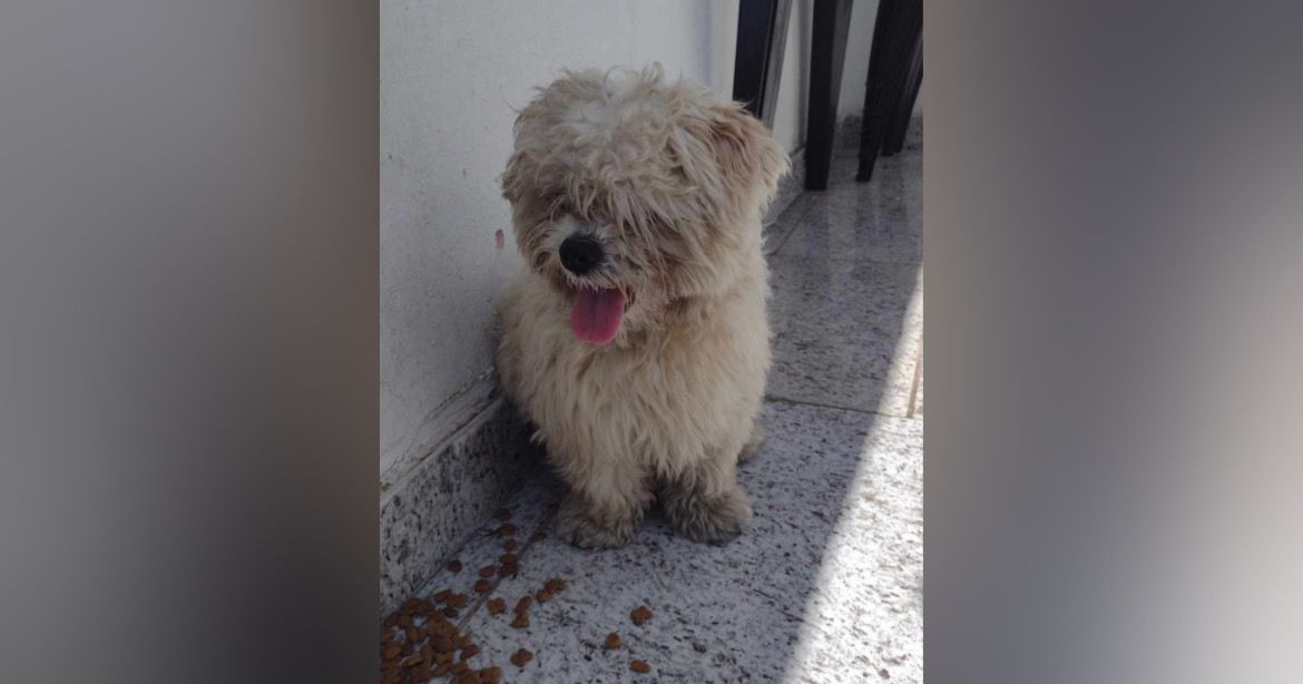 Procura-se tutor de cachorro perdido na Vila Sorocabana, em Mairinque