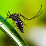 Alumínio confirma dez novos casos de dengue em boletim