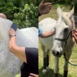 Hípica Colorado realiza projeto com cavalos para o bem-estar de moradores em São Roque