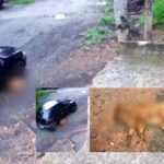 Motorista atropela e mata cachorro em Araçariguama e foge na sequência