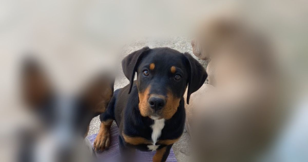 Moradora de São Roque pede ajuda para encontrar cachorro desaparecido