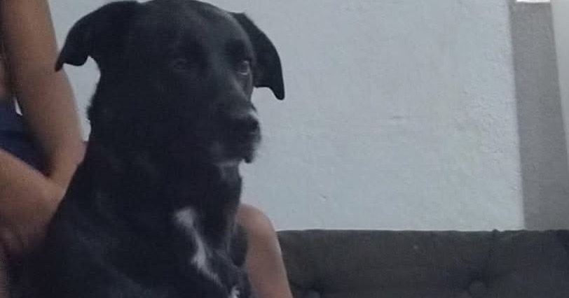 Família de São Roque procura cachorra desaparecida