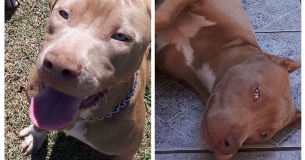 Procura-se cachorro desaparecido em Mailasqui, São Roque