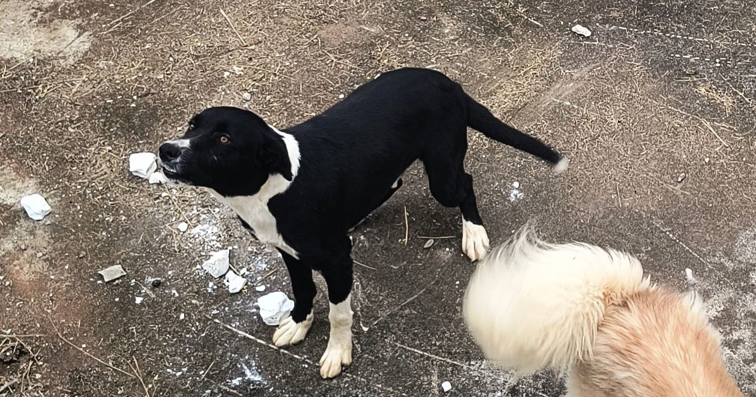 Procura-se cachorro que fugiu nesta segunda (09), em São Roque