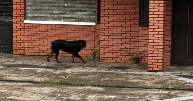 Rottweiler é visto perdido no Taboão, em São Roque