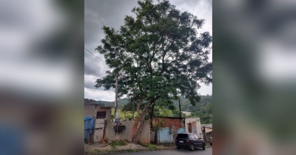 Árvore causa perigo para moradores de bairro em São Roque