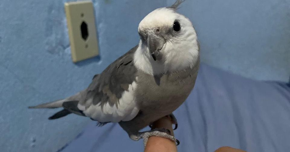 Família procura por calopsita que escapou em Mairinque