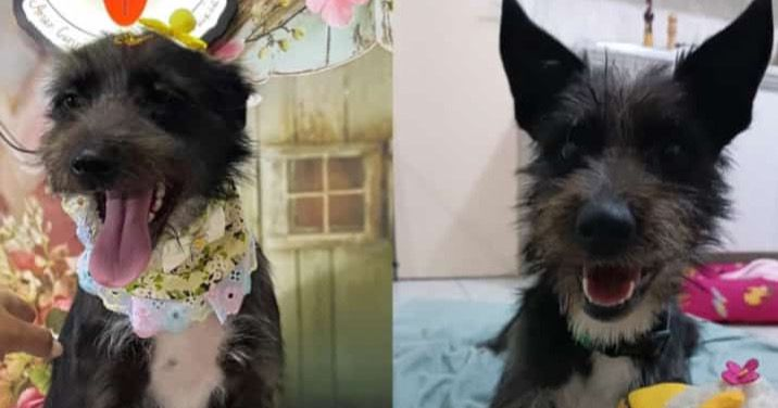 Adoção de cachorra em São Roque; saiba como adotar