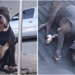 Procura-se tutor de cachorro perdido em Araçariguama