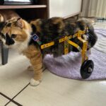 Programa Fórmula do Bem, do Instituto Adimax, apoia o Abril Laranja, lutando contra o abandono de animais com deficiência
