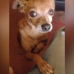 Família procura por cachorro desaparecido no Saboó, em São Roque