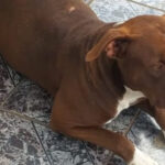 Procura-se tutor de cachorra perdida em Mailasque, São Roque