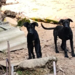 Moradora encontra cachorros abandonados em São Roque e está à procura de um lar para eles 