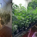 Polícia Militar descobre residência usada para cultivo de maconha em Votorantim