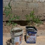 Polícia Militar encontra pés de maconha em residência em São Roque