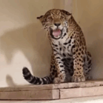 Onça pintada nascida em Cotia é a nova moradora de Zoológico de Belo Horizonte
