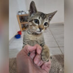 Gato está disponível para adoção em Araçariguama; saiba mais informações 