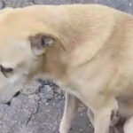 Mulher resgata cachorro atropelado e pede ajuda para o atendimento e tratamento do animal; entenda